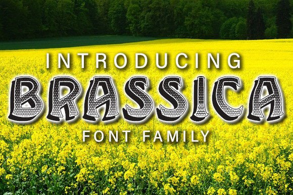 Brassica: Bold Display Font for Impact